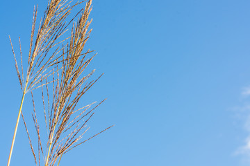 Vetiver grass and blue sky