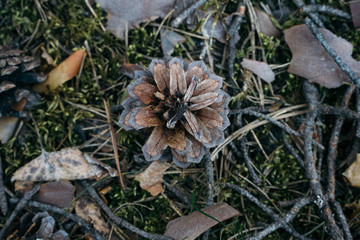 Fir cone on the ground. Backgrounds and textures. Coniferous forest.