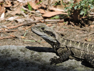 Eastern Water Dragon sunning itself 