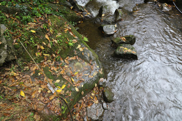 Georgia. Mountains and rivers of wildlife. The beauty and wealth of Georgia is forests and rivers.