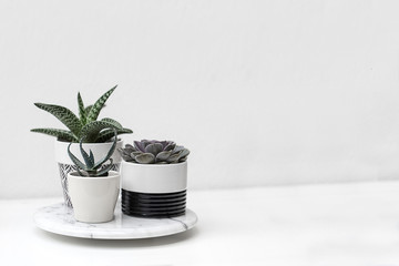 Potted succulent plants with a white background