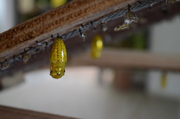 虫