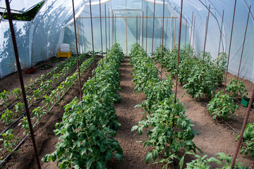 Organic tomato and pepper plants in a greenhouse and drip irrigation system - selective focus