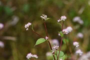 Polygonum thunbergii flowers / Polygonum thunbergii grows on fertile watersides and blooms many pink flowers in autumn.