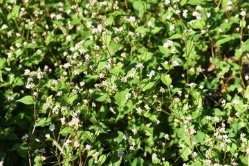 Polygonum thunbergii flowers / Polygonum thunbergii grows on fertile watersides and blooms many pink flowers in autumn.