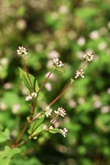 Polygonum thunbergii flowers / Polygonum thunbergii grows on fertile watersides and blooms many pink flowers in autumn.