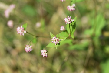 Polygonum thunbergii flowers / Polygonum thunbergii grows on fertile watersides and blooms many...