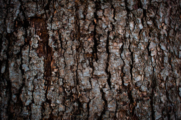 Obraz premium Tree bark