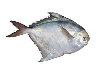 Silver pomfret fish, or white pomfret (Pampus argenteus) isolated on white background. Delicious butterfish.