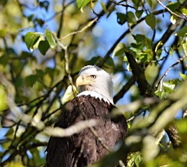 Eagle