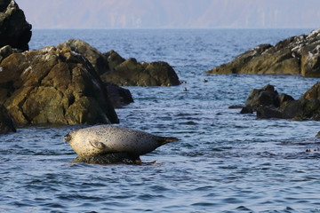Spotted seal (largha seal, Phoca largha) laying on the sea stone near the blue water on rocks background . Wild seal in nature.