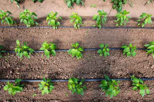 Close up of organic pepper plants and drip irrigation system in a greenhouse - selective focus