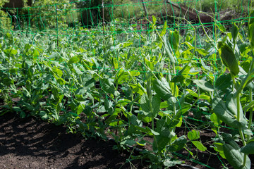 young organic pea plants in the garden creeping through a grid - selective focus