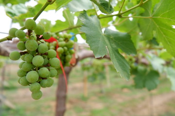 bunch of grapes on the vine