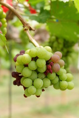 bunch of grapes