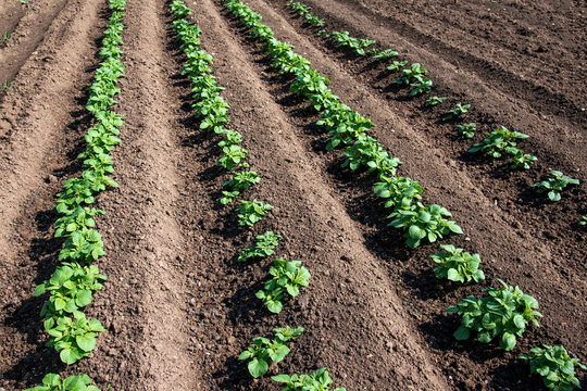 Rows of young potato plants on the field - selective focus