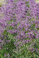 Fototapeta premium ラッキョウの花畑