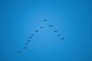 a flock of cormorants fly in a v shape formation under clear blue sky