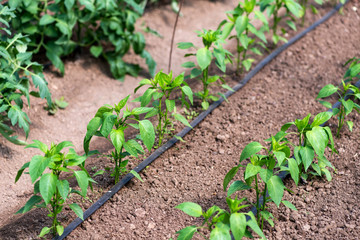 Close up of organic pepper plants and drip irrigation system in a greenhouse - selective focus