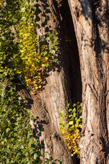 thick tree trunk under the sun covered with dense green and yellow leaves on an autumn morning 