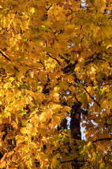 maple trees in the park filled with beautiful golden leaves on the branch on a sunny morning 