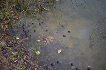 leaves and walnuts in water