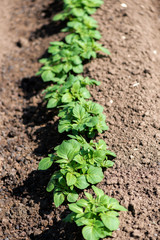 Rows of young potato plants on the field - selective focus