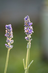 Obraz premium close up of two branches of purple lavender flowers under the morning sun in the park with blurry green background 