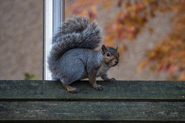close up of a cute grey squirrel resting on top of wooden fence in front of a window reflecting the autumn leaves staring at you