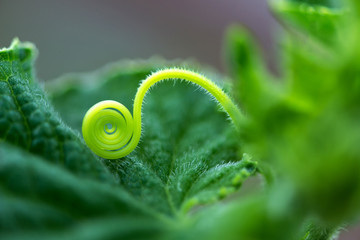 Macro of a plant spiral - selective focus