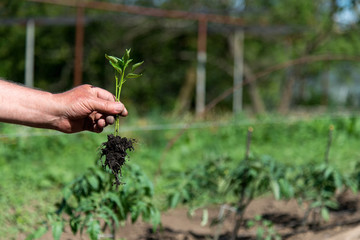 Fototapeta na wymiar Close up of farmer's hands sowing pepper seedlings in a spring garden
