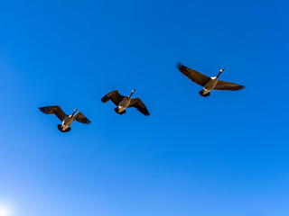 Three Canada geese flying in a vibrant blue sky with copy space