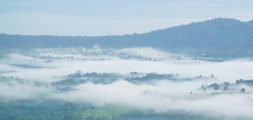 Misty landscape, morning mist cover pine tree forest form Phetchabun khao kho ,Thailand.