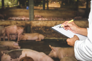 The research team recorded data to control, prevent and treat animal diseases. Entering the pig...