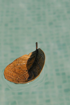 Brown leaf floating on the water