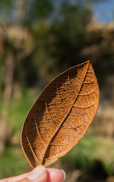Autumn: fallen leaf from a tree