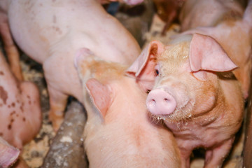 Many small piglets on farms in rural areas fed with organic farming. Pigs in the enclosure are...