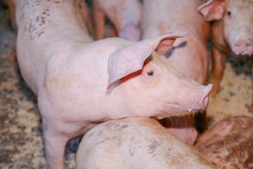 Many small piglets on farms in rural areas fed with organic farming. Pigs in the enclosure are mammals.