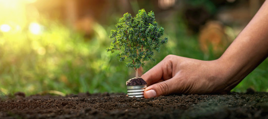 Holding a light bulb on a green tree on the background, natural energy saving concept - obrazy, fototapety, plakaty