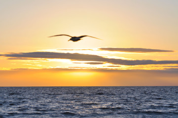 Fototapeta na wymiar Bird flying over ocean at sunset