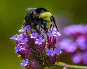 Yellow Bumble Bee Blue Butterfly Bush