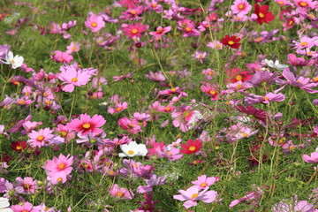 日本に咲いているコスモス