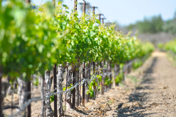 Fototapeta na wymiar Rows of vineyard plants