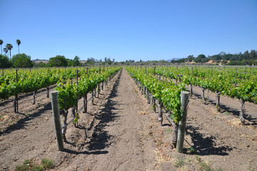 Fototapeta na wymiar Rows of vineyard plants