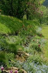 A garden composition of spring flowers. Country garden with forget-me-nots, tulips and other flowering plants.