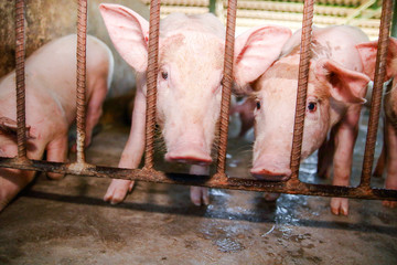Many pink-haired 2-year-old piglets, farmers raised on farms to send food production plants.