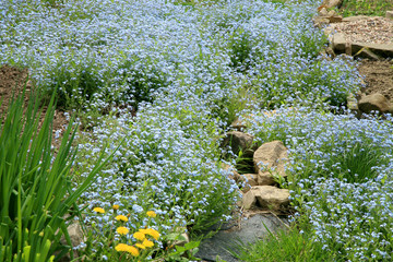 A field of forget-me-not in the spring home garden.  Forget-me-nots are the source of the first...