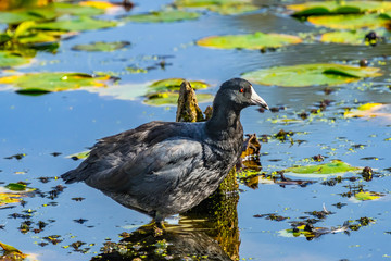 American Coot Duck Juanita Bay Park Lake Washington Kirkland
