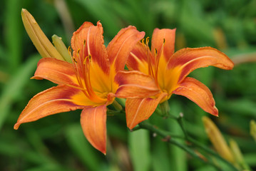 Common orange daylilies