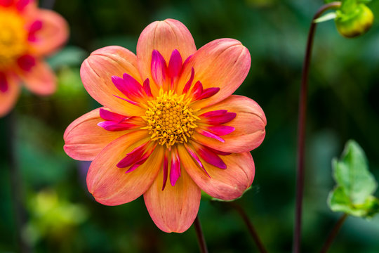 Orange Pink Collarette Dahlia Blooming Macro